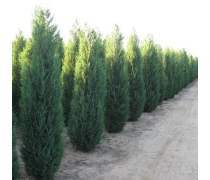 【供應(yīng)側(cè)柏樹苗/3米側(cè)柏樹苗價錢/山東側(cè)柏樹苗基地】泰安開發(fā)區(qū)通達(dá)苗木繁育中心 - 產(chǎn)品庫