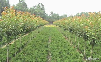 苗木中央樹桿培養靠譜嗎