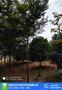 蕪湖大葉女貞苗木 蕪湖天藝 大葉女貞苗木供應