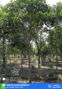 安徽苗木 綠化工程苗木 蕪湖天藝 優質商家