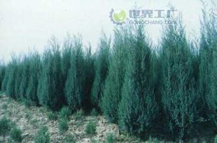 供應(yīng)檜柏苗木價(jià)格_供應(yīng)檜柏苗木廠家_世界工廠網(wǎng)產(chǎn)品信息庫(kù)