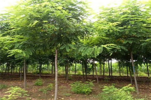 香花槐多少錢價(jià)格 扶溝