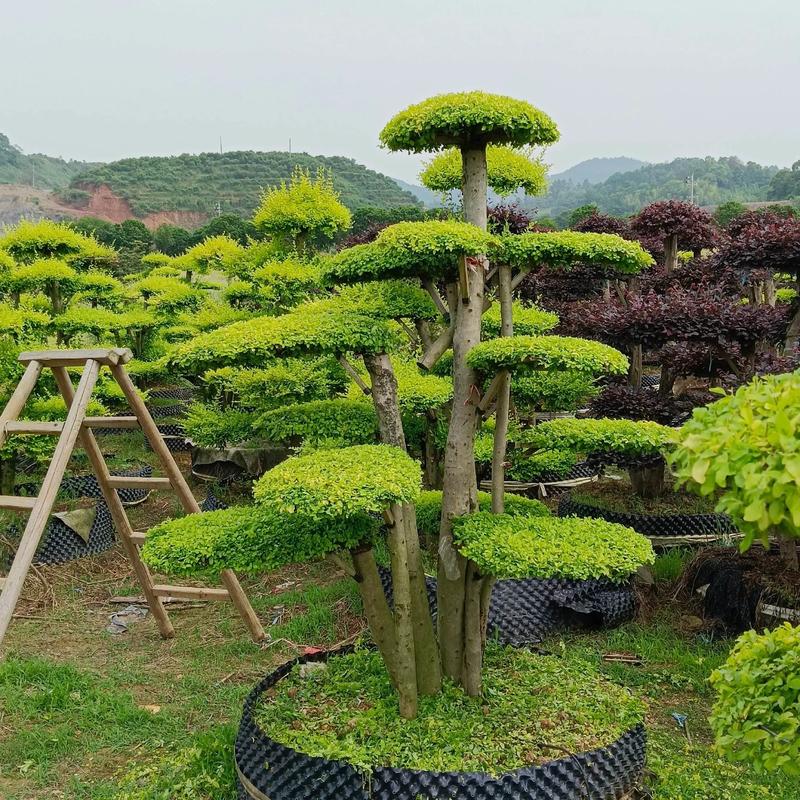 好樹配豪宅,好運自然來.基地自產(chǎn)自銷.#苗木供應(yīng) #別墅庭院