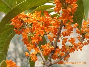 【綠化設(shè)計圖中的喬木與灌木之分】價格、產(chǎn)品供應(yīng),綠化設(shè)計圖中的喬木與灌木之分廠家批發(fā)-1024商務(wù)網(wǎng)