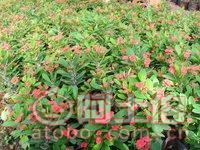 【泉州室內(nèi)綠化盆栽虎刺梅、質(zhì)優(yōu)價廉】綠化苗木,價格,廠家,供應(yīng)商,花木,龍海市東泗興輝園藝場 - 產(chǎn)品庫