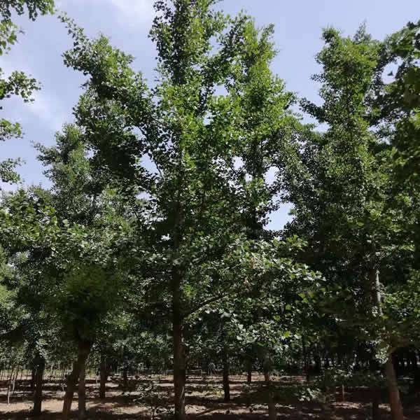 【12cm白果樹苗木價格 8cm白果樹苗木基地 霖松苗木圖片】12cm白果樹苗木價格 8cm白果樹苗木基地 霖松苗木 - 邳州市霖松苗木種植專業(yè)合作社