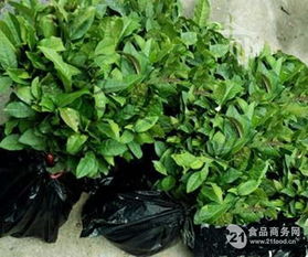 茶苗批發(fā) 信陽毛尖茶苗 茶葉苗 綠化苗木價格,產(chǎn)品報價