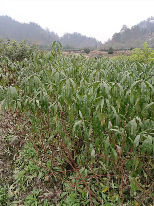 圖片,海量精選高清圖片庫 嵊州市長樂鎮(zhèn)新山種苗冬桃繁育場