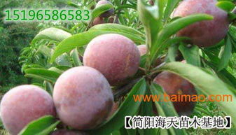 李子苗的適應環(huán)境,李子苗的產量及果實特征,李子苗的適應環(huán)境,李子苗的產量及果實特征生產廠家,李子苗的適應環(huán)境,李子苗的產量及果實特征價格