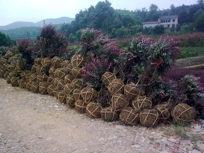 紅花繼木-紅花繼木產品圖片-紅花繼木價格信息|湖南省益陽市永隆苗木基地供應商|湖南花木網(wǎng)提供