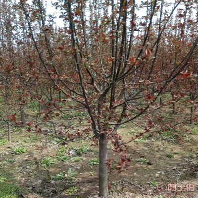 【誠信經(jīng)營海棠苗廠家木瓜海棠的價格】泰安高新區(qū)旺運苗木中心 - 產品庫