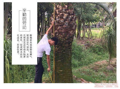 【榕翔苗木廠家供應加拿利海棗園林景觀綠化苗木棕櫚植物】龍海市東泗鄉(xiāng)左岸花木場 - 產品庫