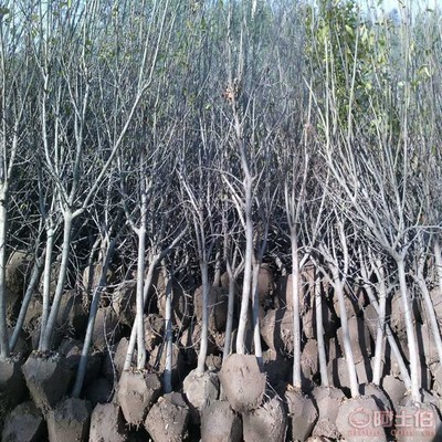 【山楂苗供應商, 推廣山東有種山楂苗基地嗎批發(fā)】泰安高新區(qū)旺運苗木中心 - 產品庫