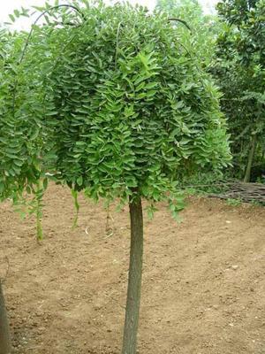 10公分國槐價格、12公分國槐報價、12公分國槐_農副產品_世界工廠網