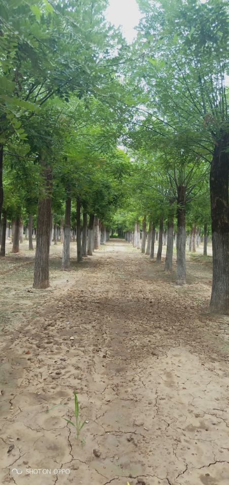 21公分白蠟博冉苗木誠(chéng)信服務(wù) 專業(yè)苗木供應(yīng)，品質(zhì)保證