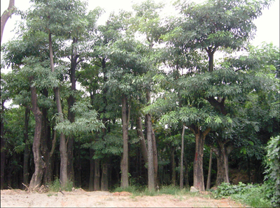 盆架子苗木批發(fā)指南 選購(gòu)、養(yǎng)護(hù)與市場(chǎng)前景