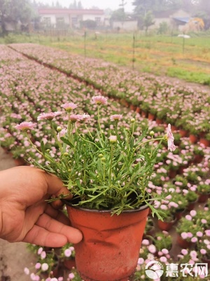 園林綠化優(yōu)選 瑪格麗特工程苗基地直銷，高品質(zhì)苗木待售