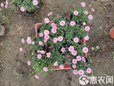 瑪格麗特花苗木基地直銷 高品質(zhì)工程苗，私享優(yōu)惠報(bào)價(jià)