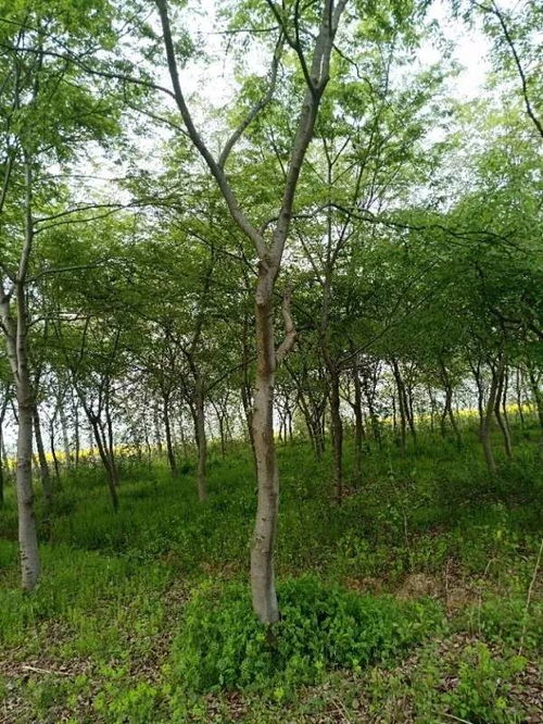 追求客戶滿意，打造苗木精品——祝賀肥西永和苗木入駐苗木通