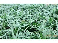 郴州市蘇仙區(qū)宏達(dá)草皮苗木基地 苗木產(chǎn)品展示