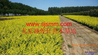 北京通州300畝苗圃 大量供應(yīng)金葉女貞及30余種苗木，專業(yè)承接各類綠化工程