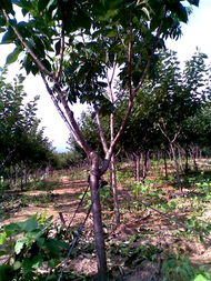 廣德鳳凰山櫻花基地 打造優(yōu)質(zhì)苗木產(chǎn)品，構(gòu)筑多彩生態(tài)景觀